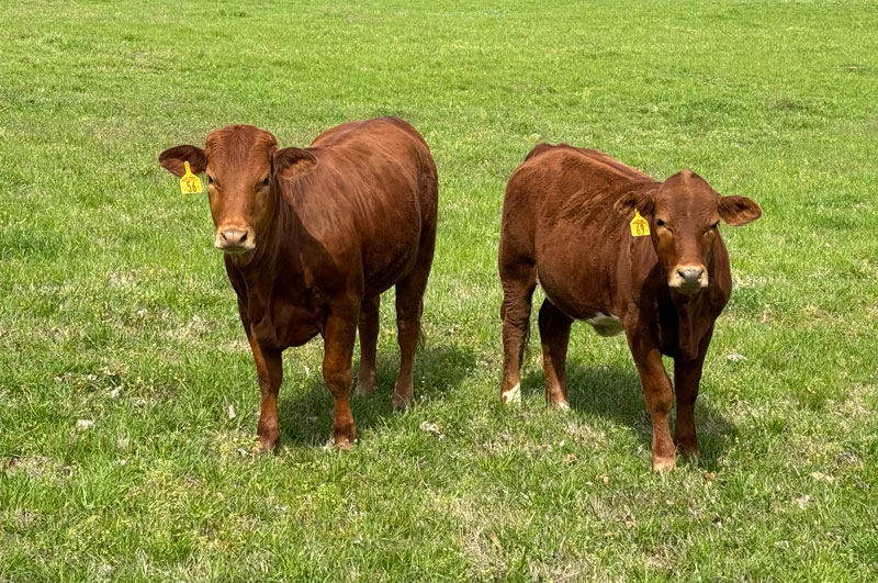 Heifers3