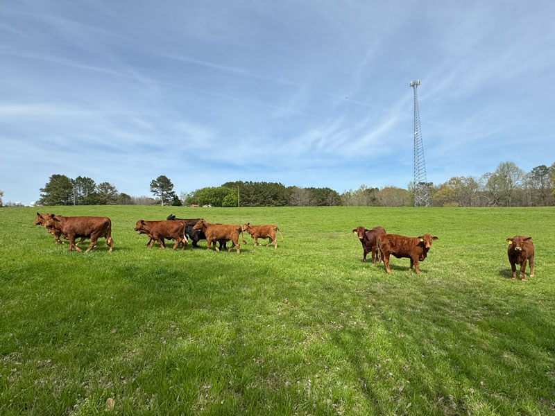 Heifers15