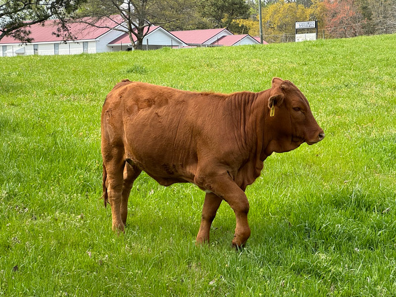 Heifers5