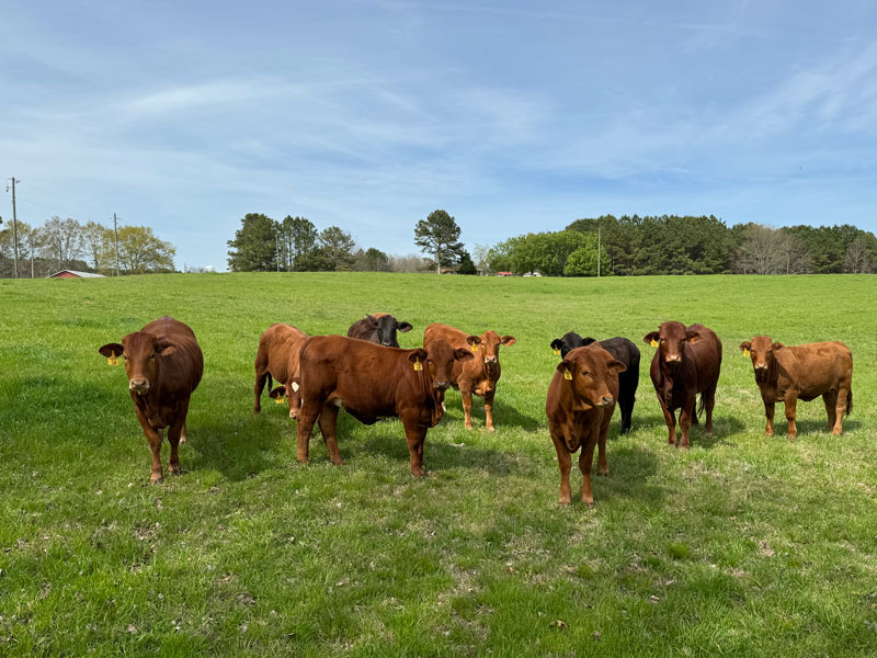 Heifers14