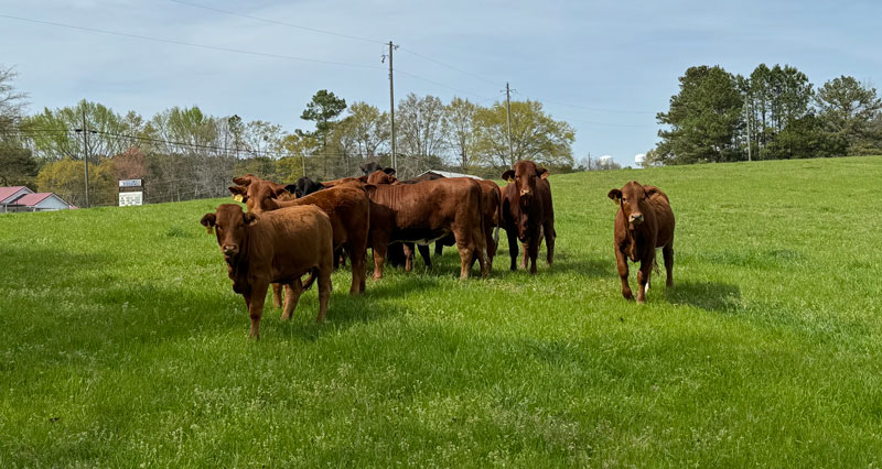 Heifers14