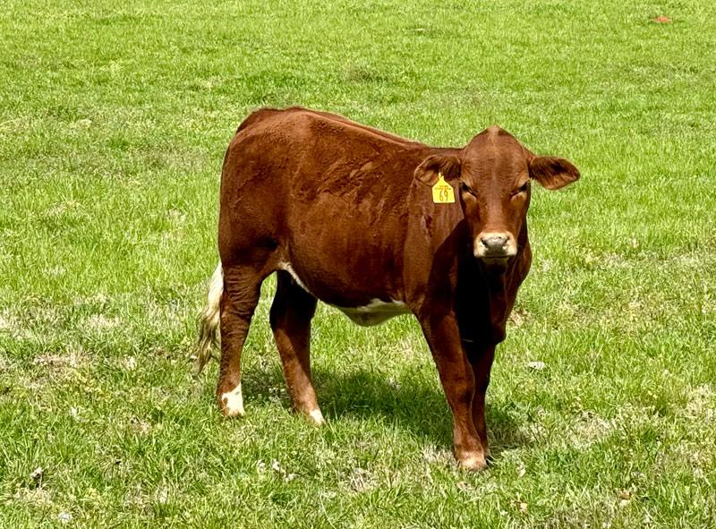 Heifers1