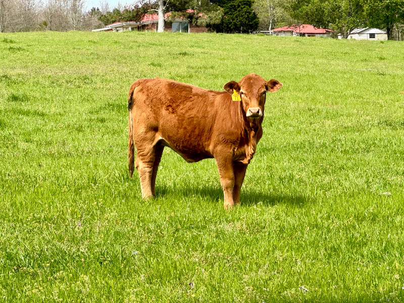 Heifers11