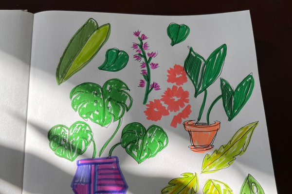 Rachel's Plant Drawing Rachel's Plant Drawing