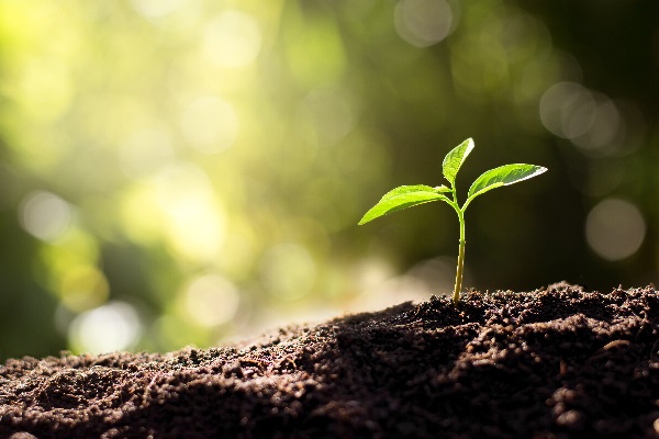 Soil Regeneration - The Four Keys
to Restoring Healthy Soil