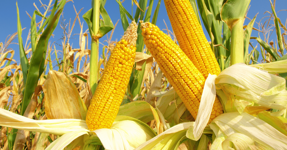  Boosting Corn Yield: Harnessing the Power of Nitrogen Fixation and Soil Microbes for Enhanced Soil Nutrient Cycling