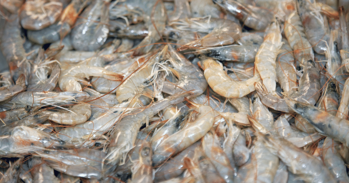  Shrimp Farming Techniques and Best Practices Using EM-1