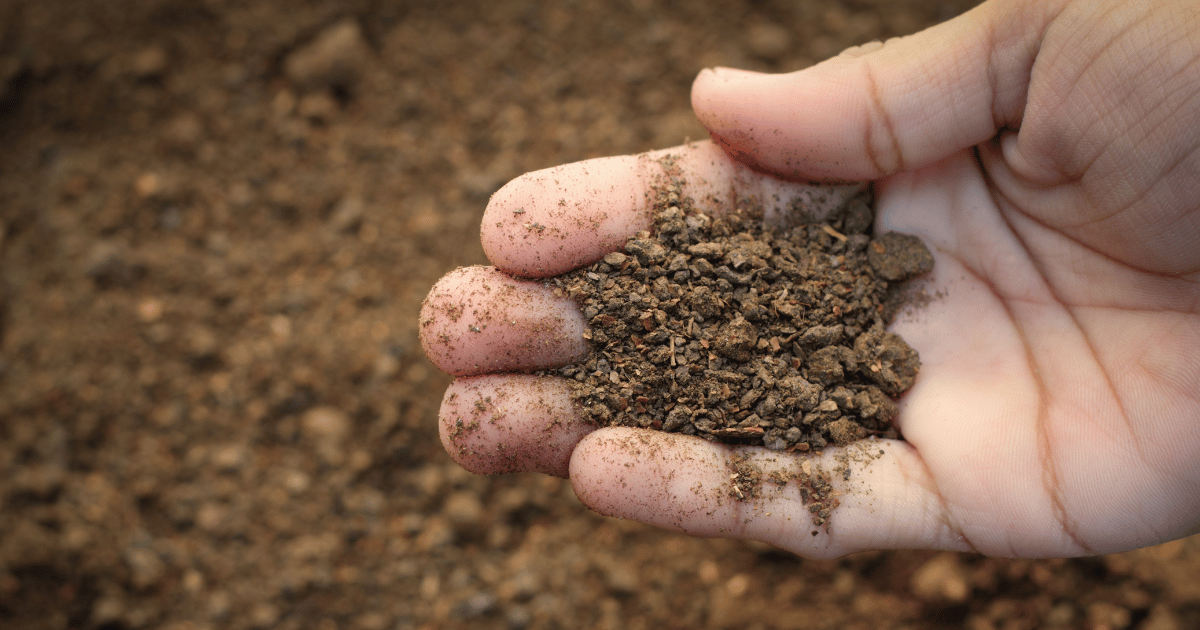 The Role of Nitrogen Fixation and Soil Microbes in Enhancing Soil Nutrient Cycling