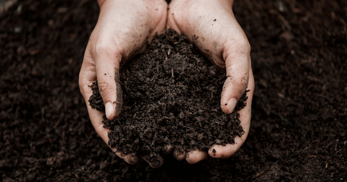 Maximizing Soil Fertility: Key Strategies for Managing Soil's Biological Health