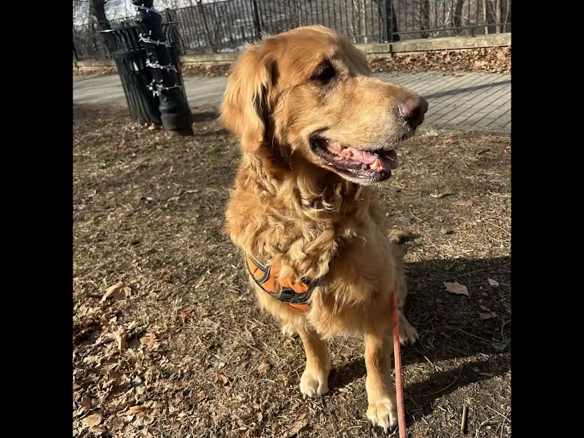 Piyush S. Golden Retriever