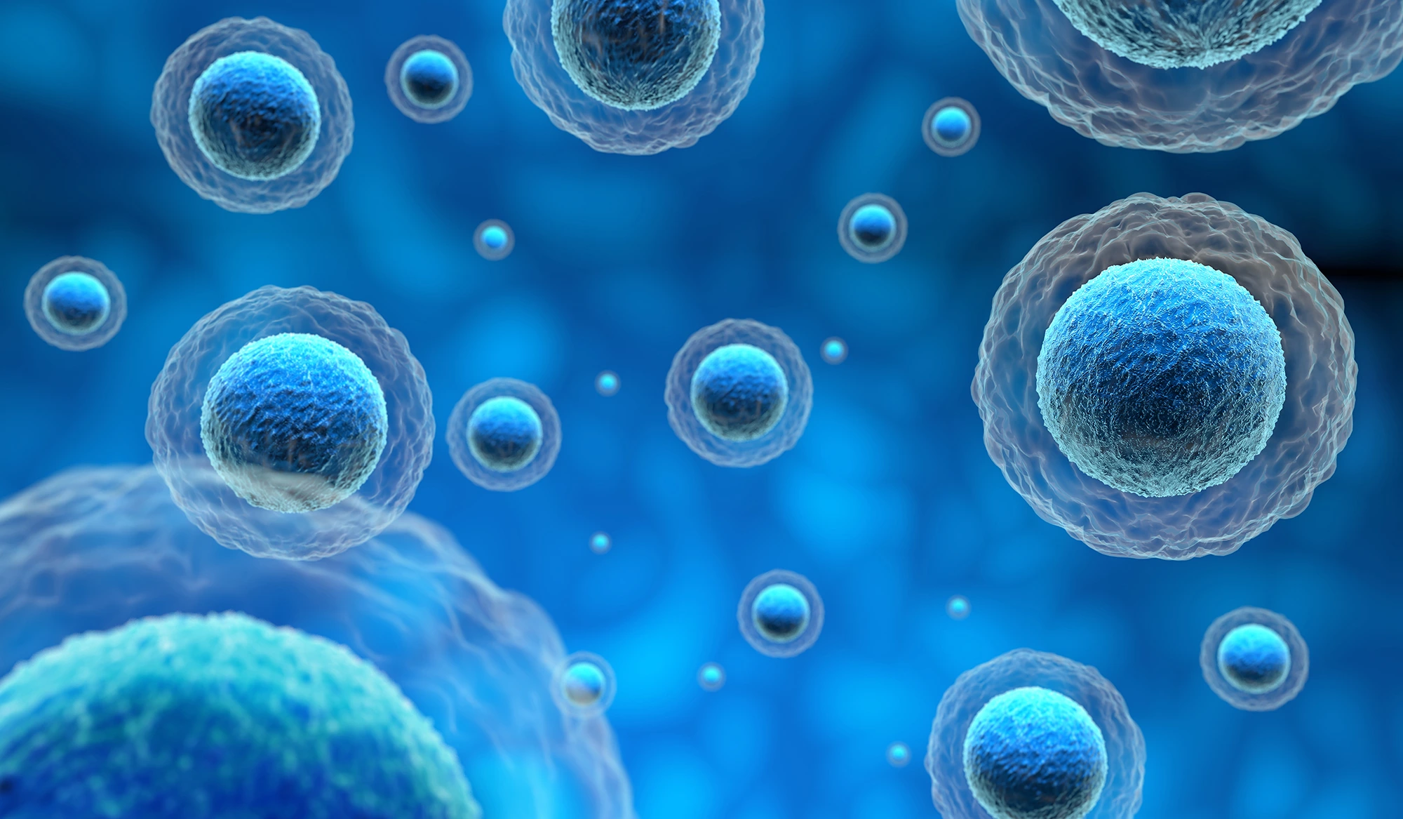 Cell Regeneration