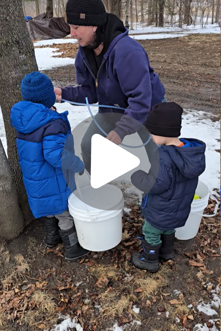 Maple Tapping 2 Maple Tapping 2