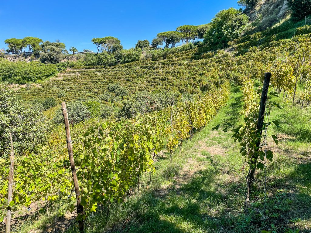 volcanic vesuvio winery volcanic vesuvio winery