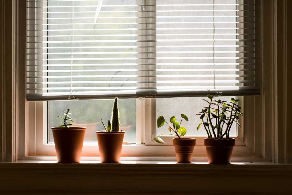 Four small potted plants arranged on a bright windowsill with white horizontal blinds slightly open. The plants include a cactus and leafy varieties, all bathed in natural light from the window.