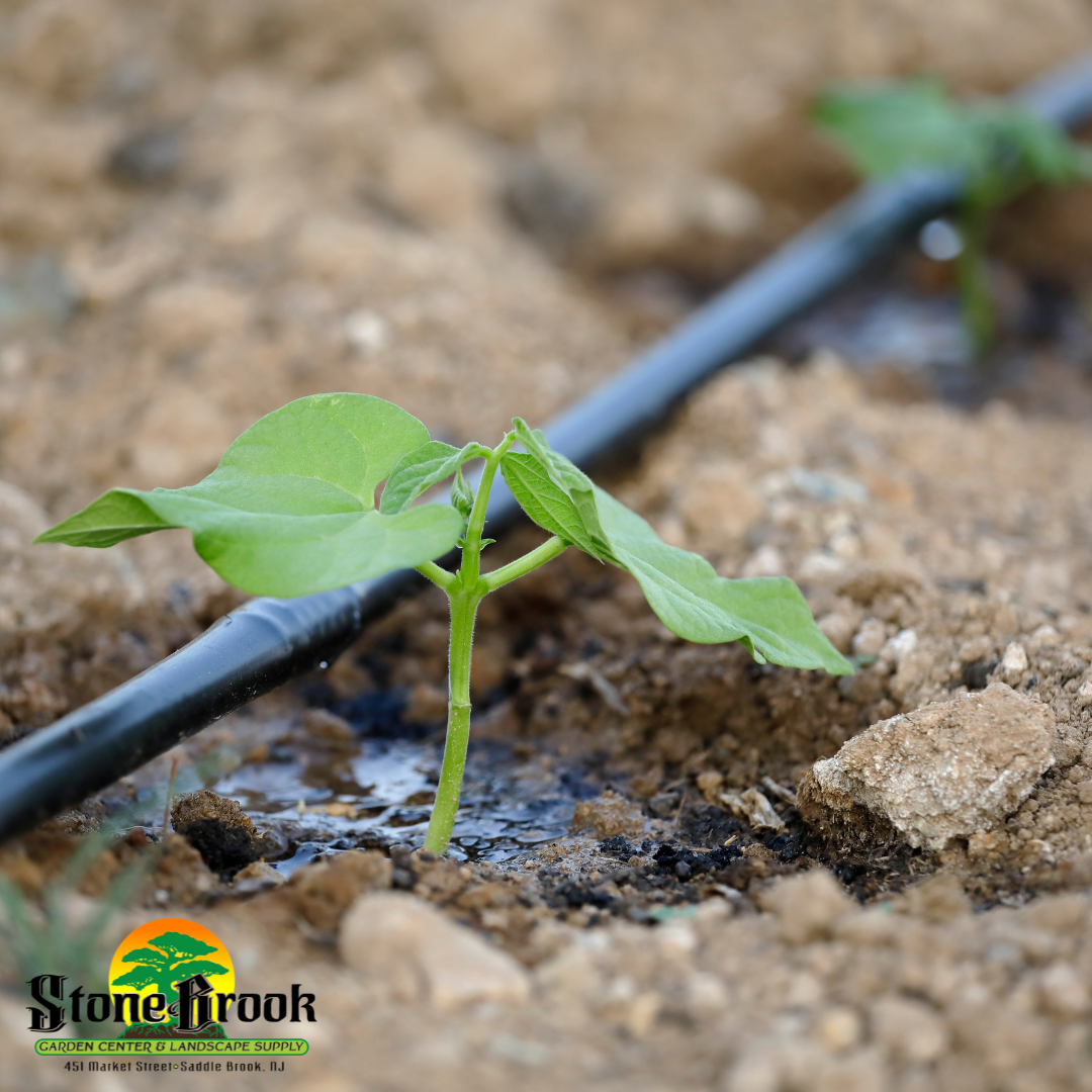 drip irrigation watering a seedling