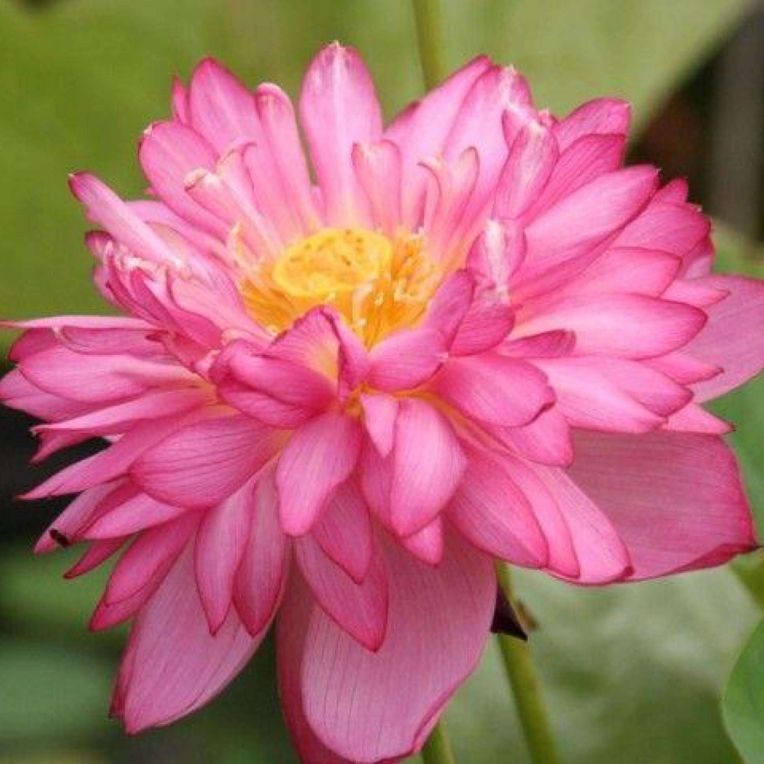 collection-image