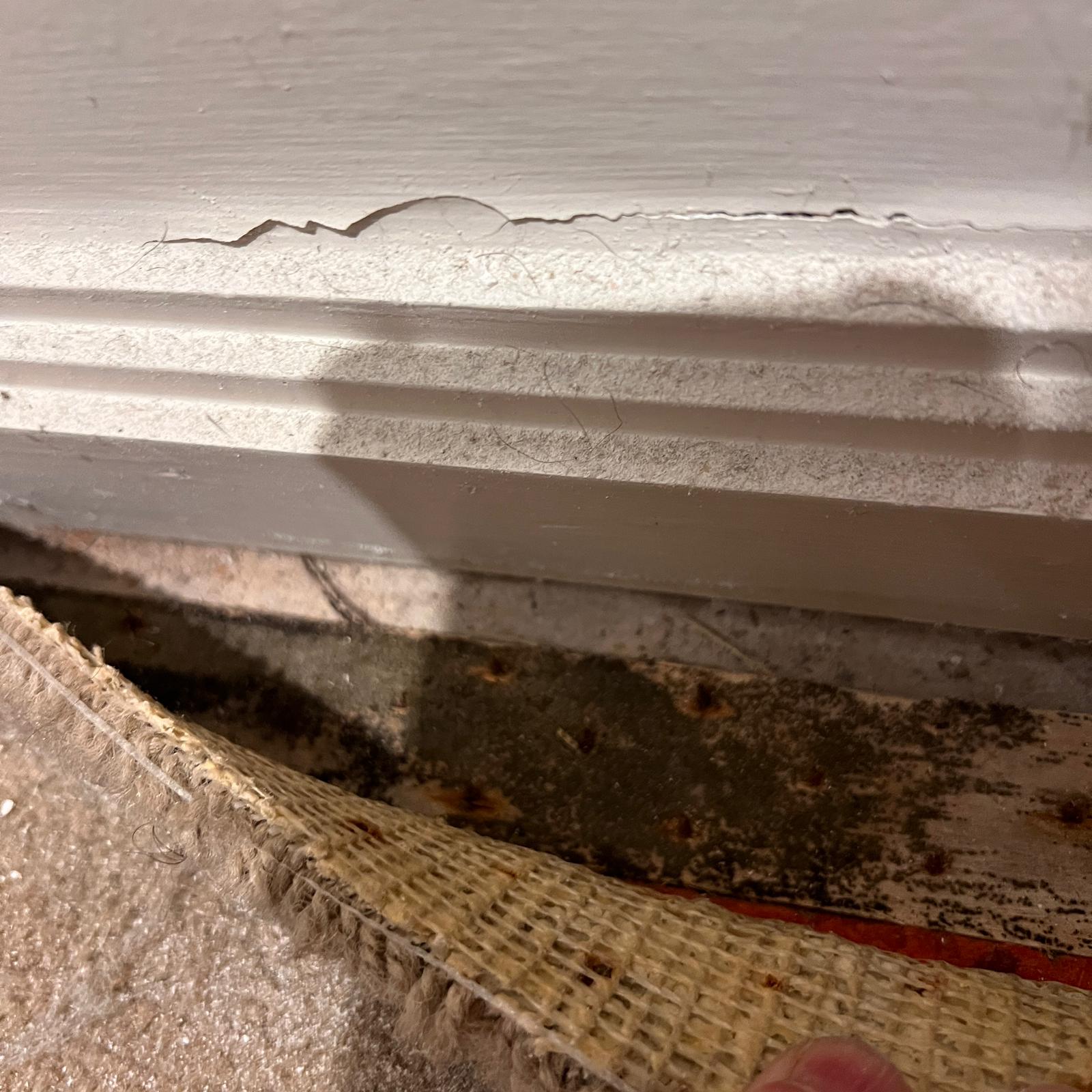 Mould growth under carpet and along skirting board with peeling paint, showing water damage and hidden mould contamination in home interior.