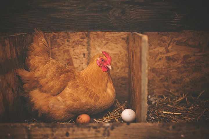 Red Hen
