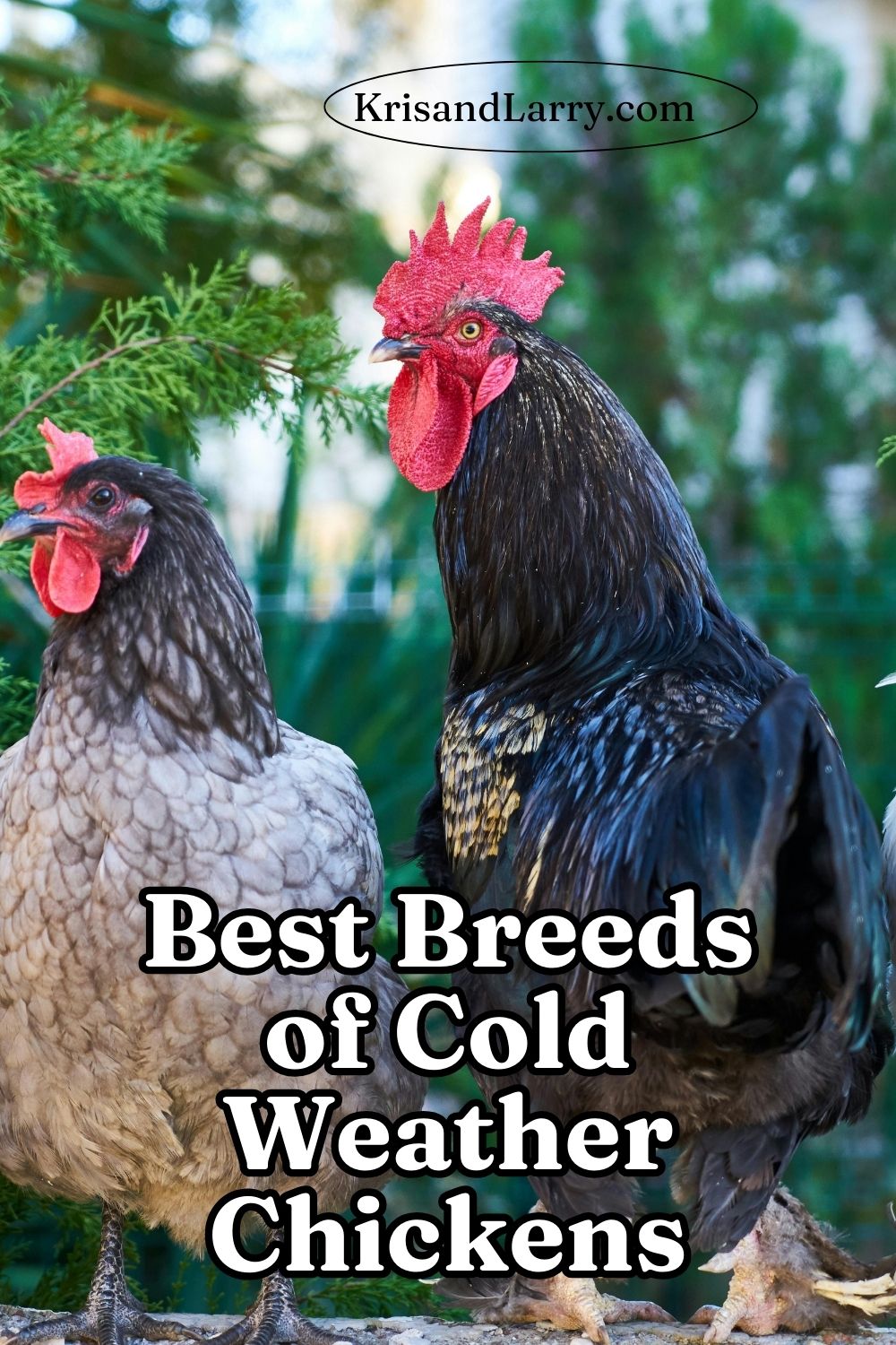 best cold breeds of chickens