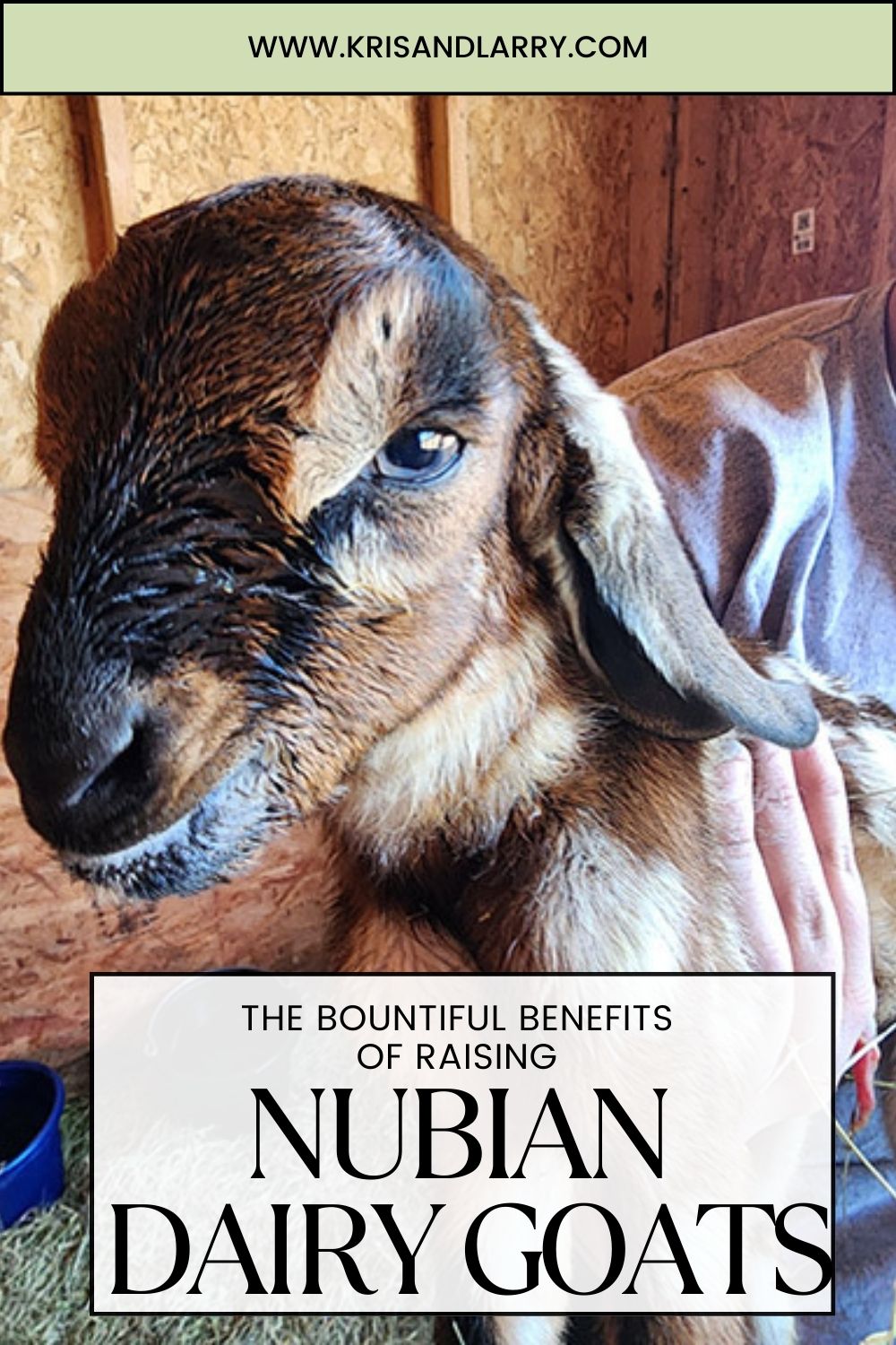 Nubian Dairy Goats from KrisandLarry