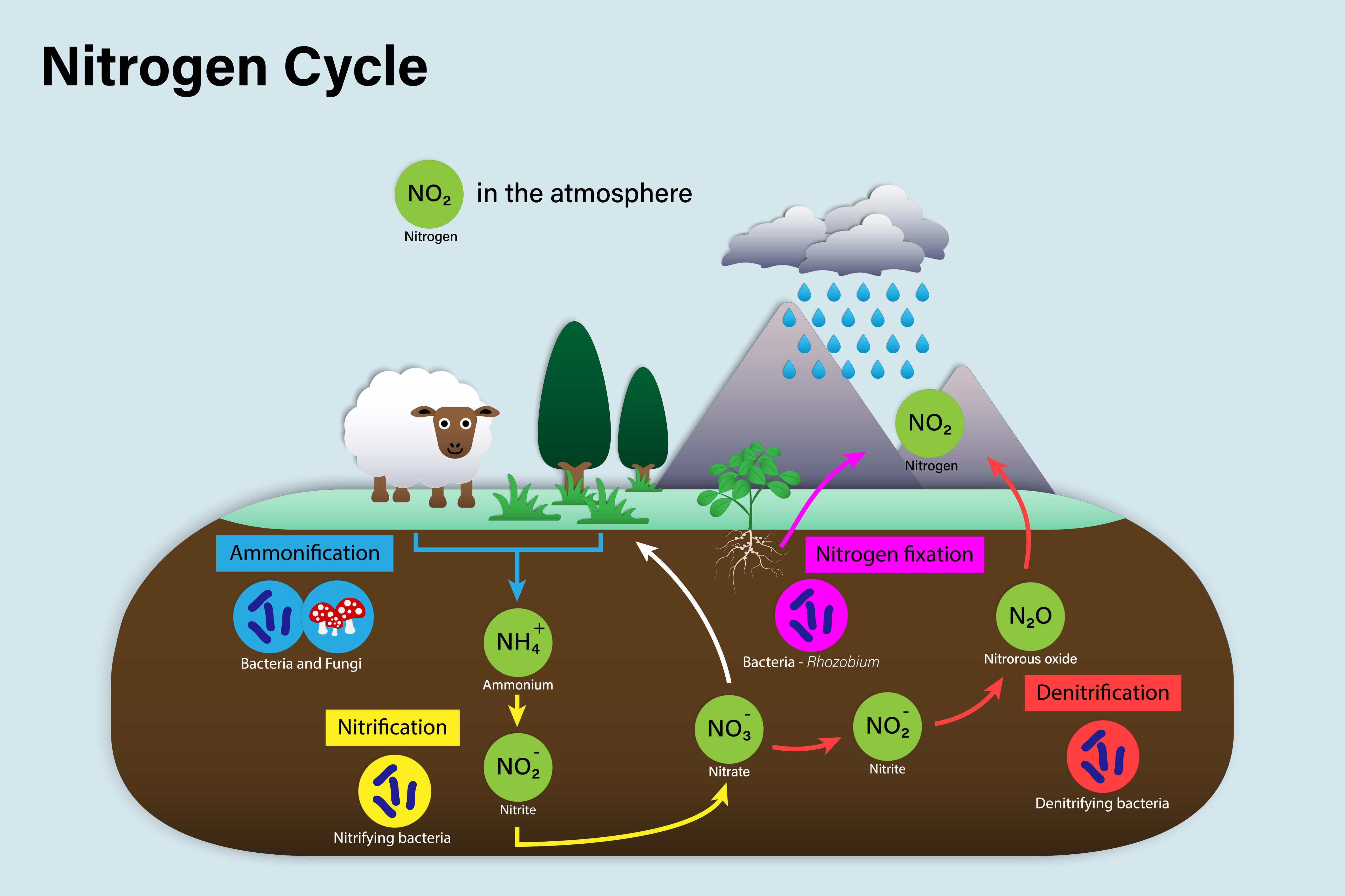 Nitrogen-fixing bacteria