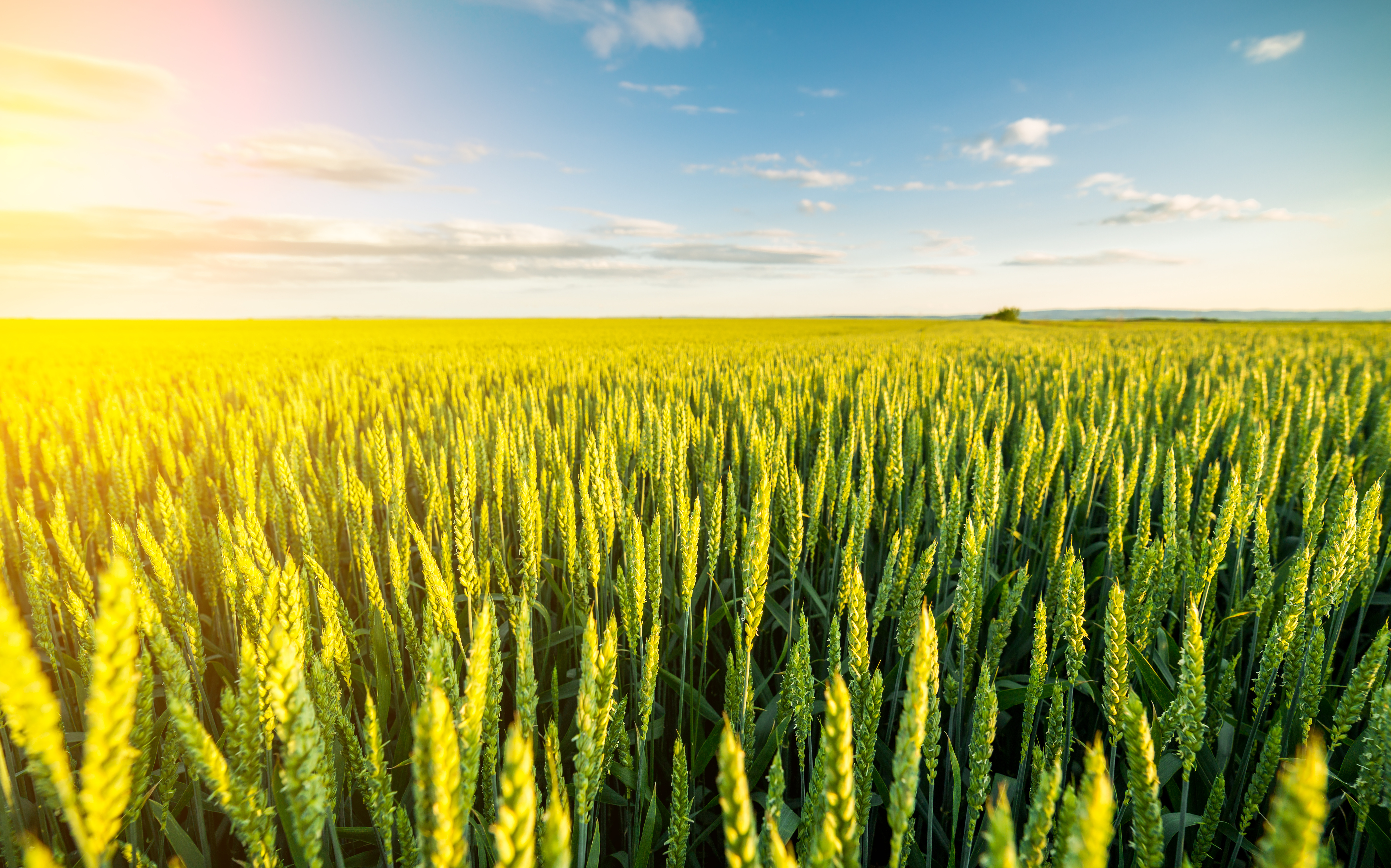 A green field with crops growing