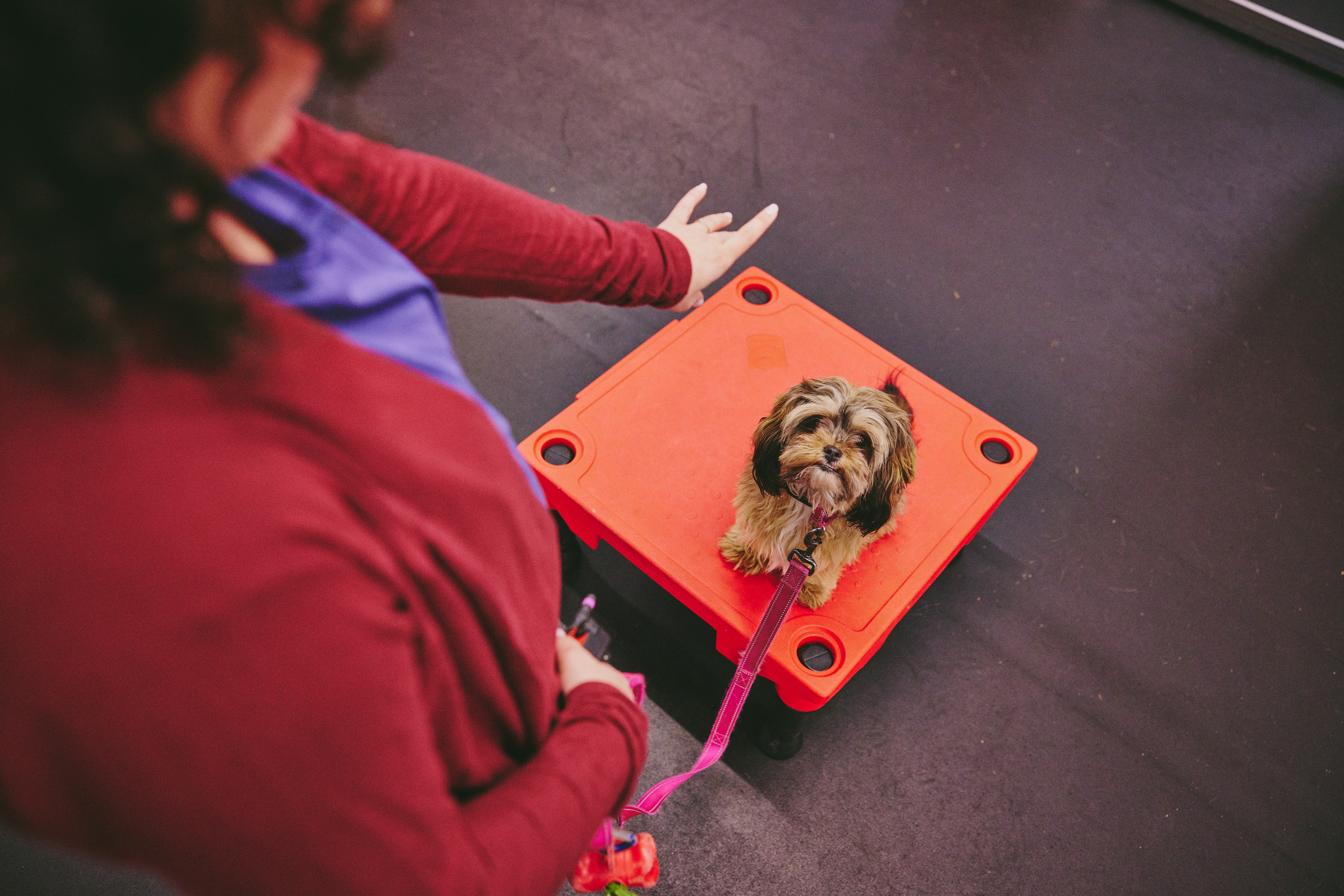 Puppy Training
