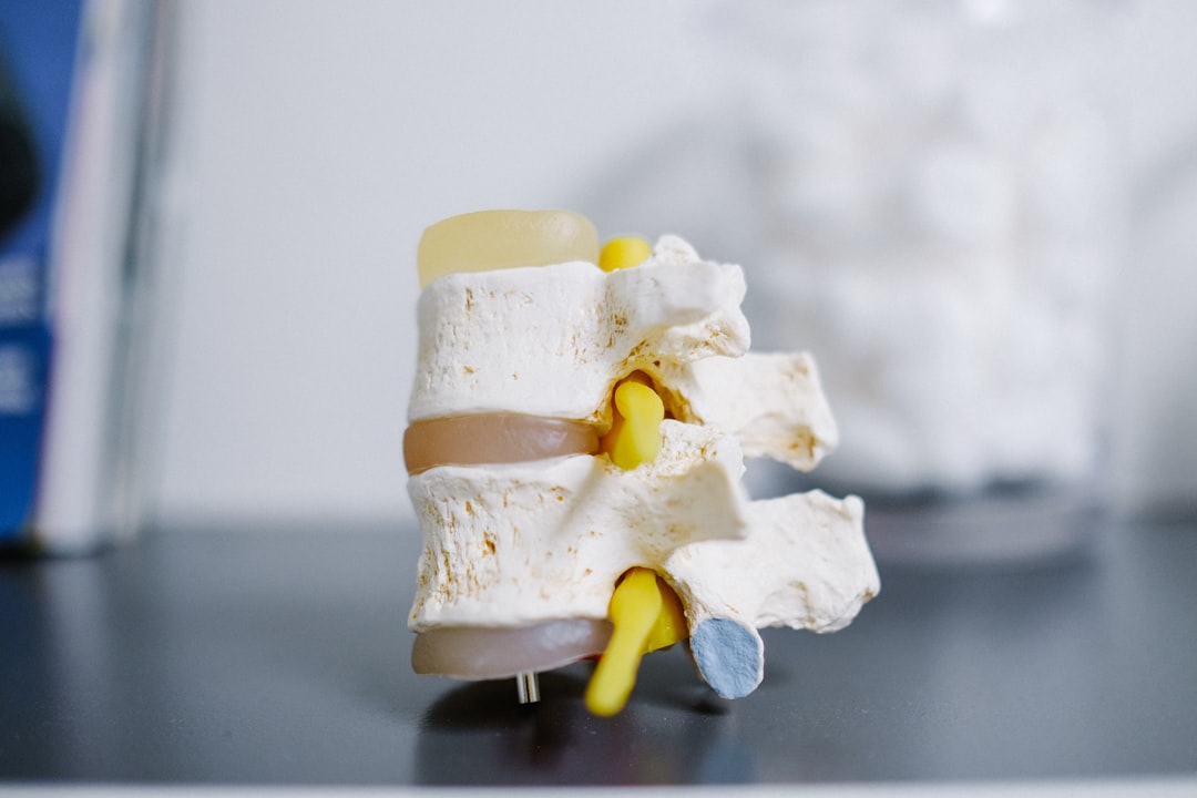 spine vertebrae