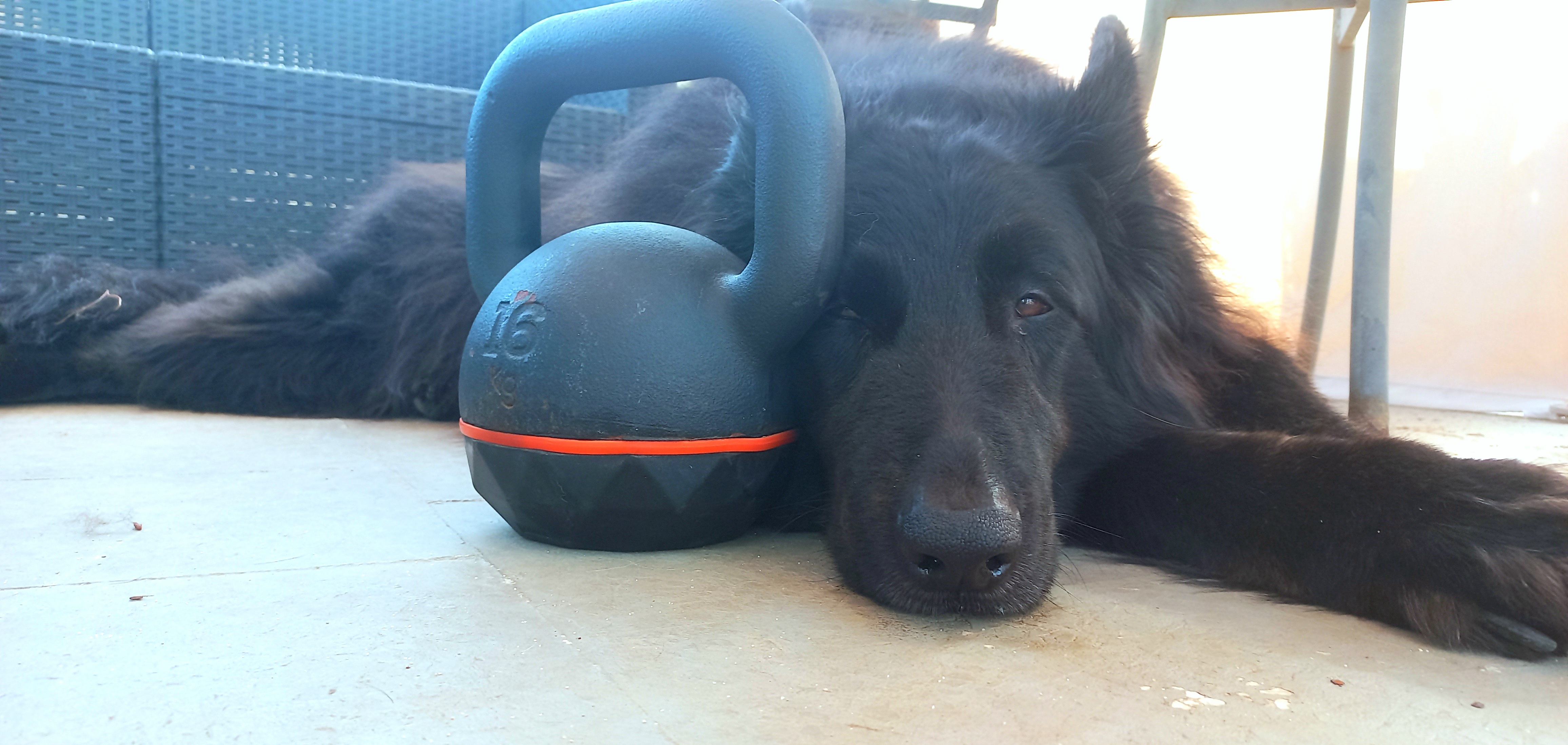 belgian shepherd dog sleeping