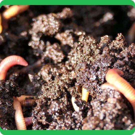 Worm Castings