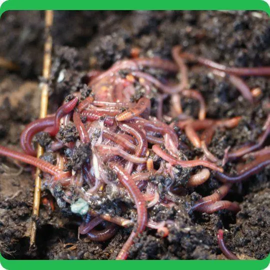 Red Wiggler Worms