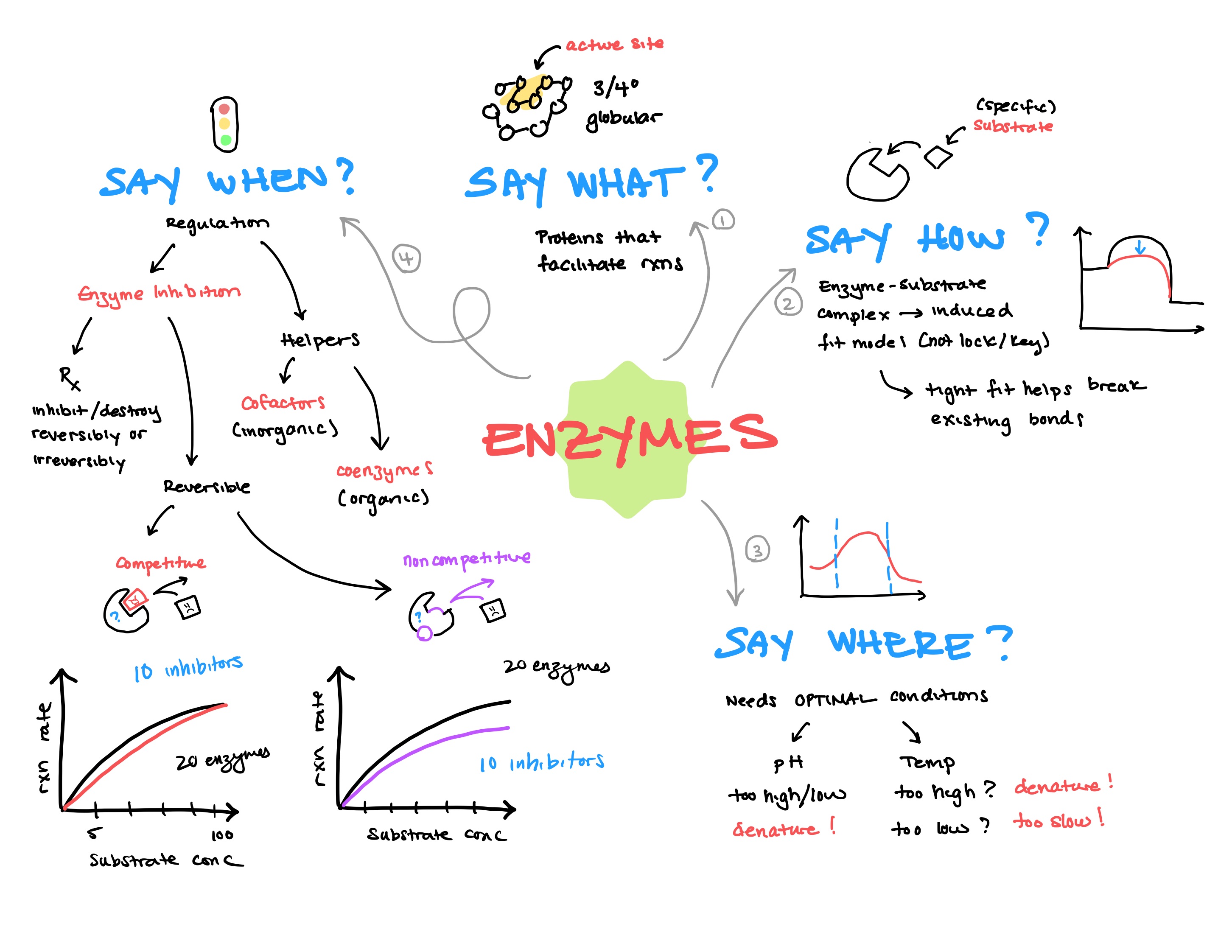 Enzyme Sketch Notes Enzyme Sketch Notes