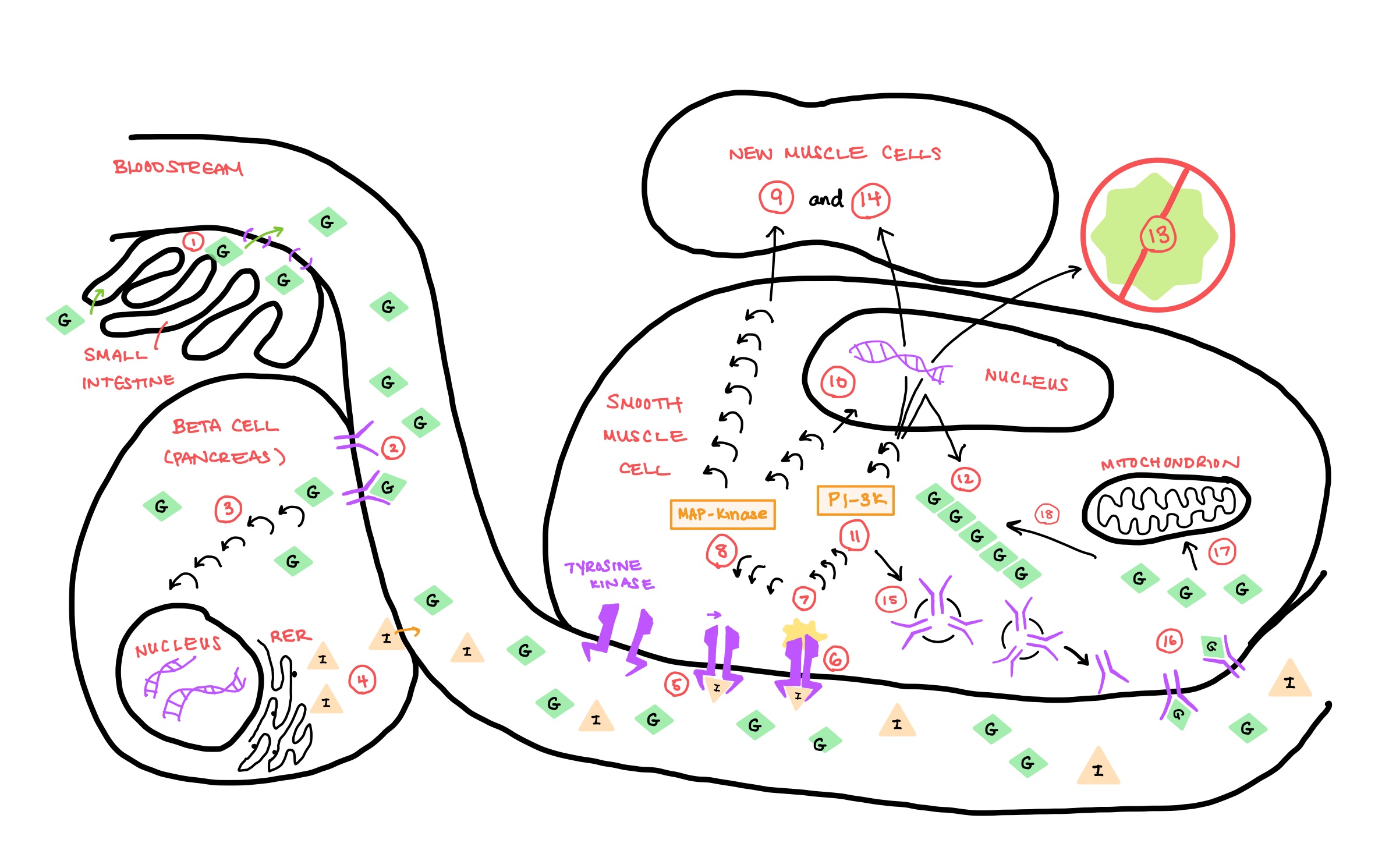 insulin pathway insulin pathway