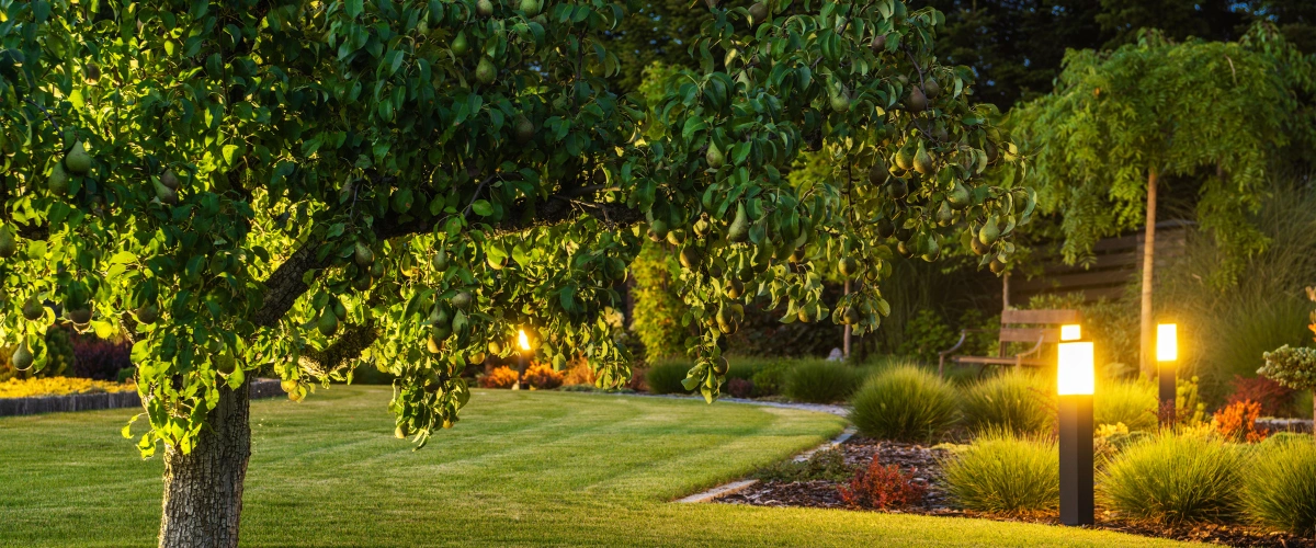 Backyard garden with pear tree and evening pathway lighting