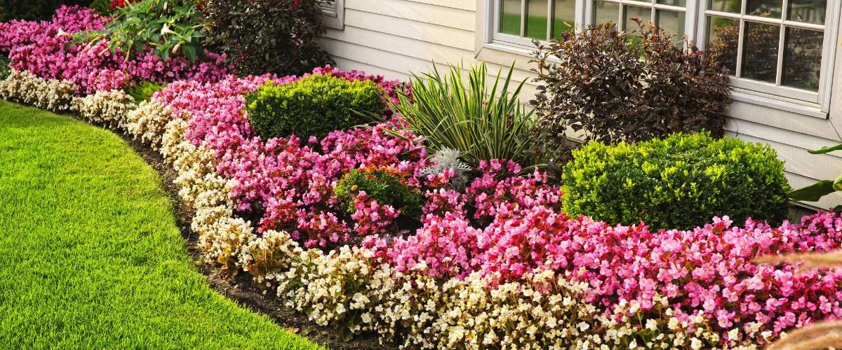 Well-maintained flower bed with pink and white flowers alongside a house