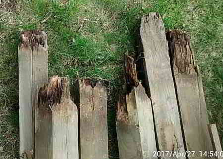 rotted fence posts