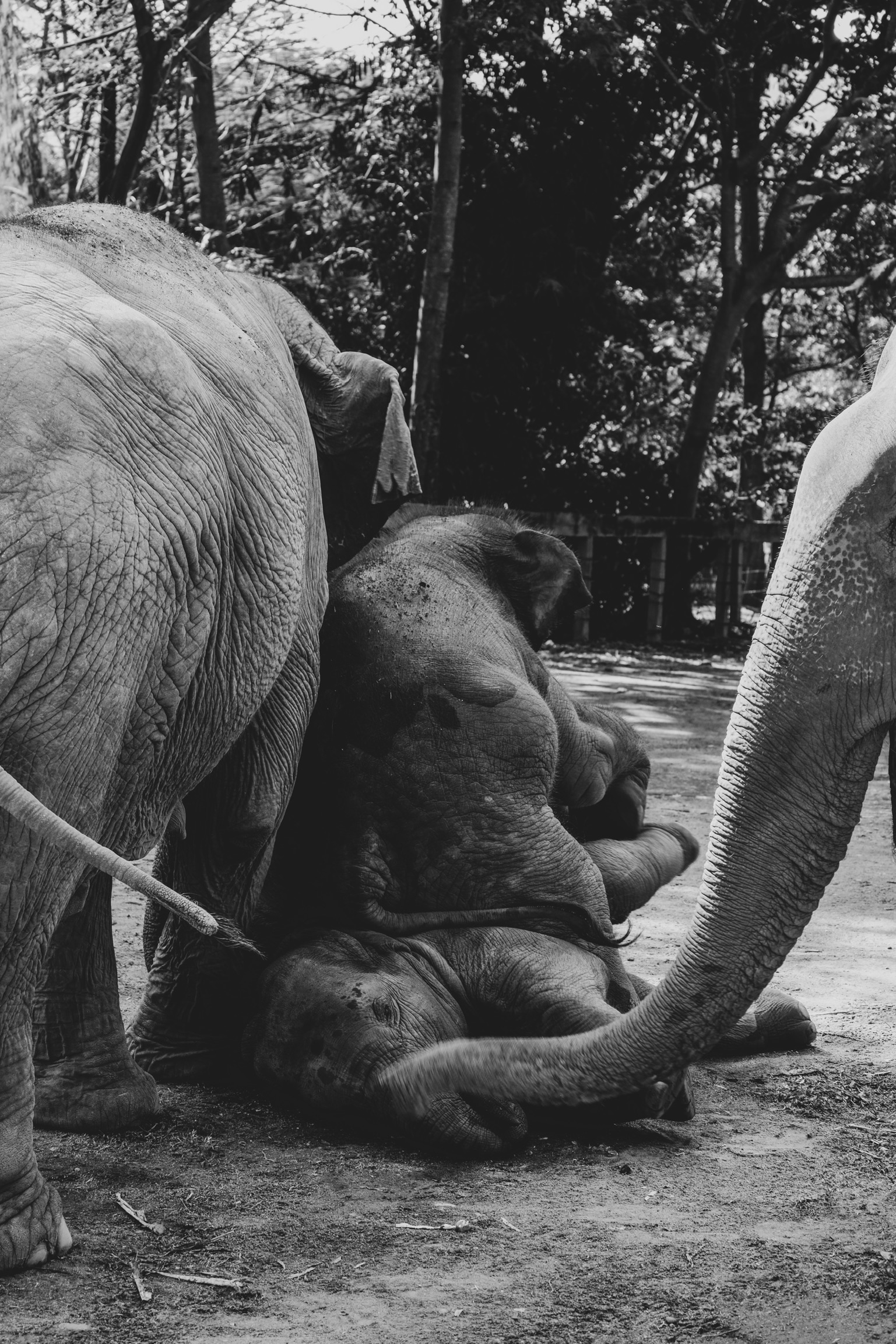 two baby elephants play with their mothers next to them