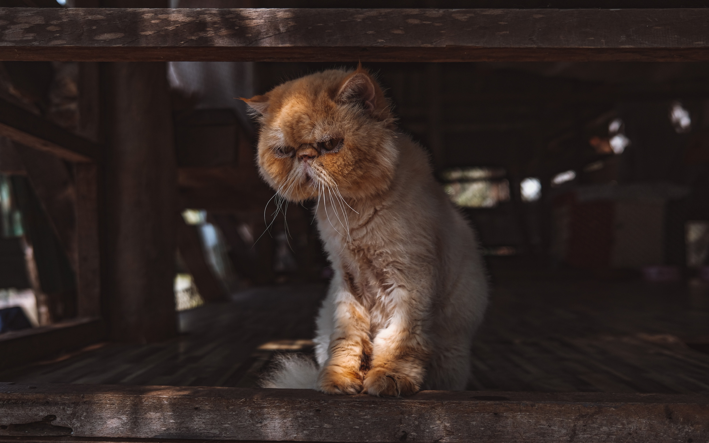 A cat at the cat temple in Elephant Nature Park