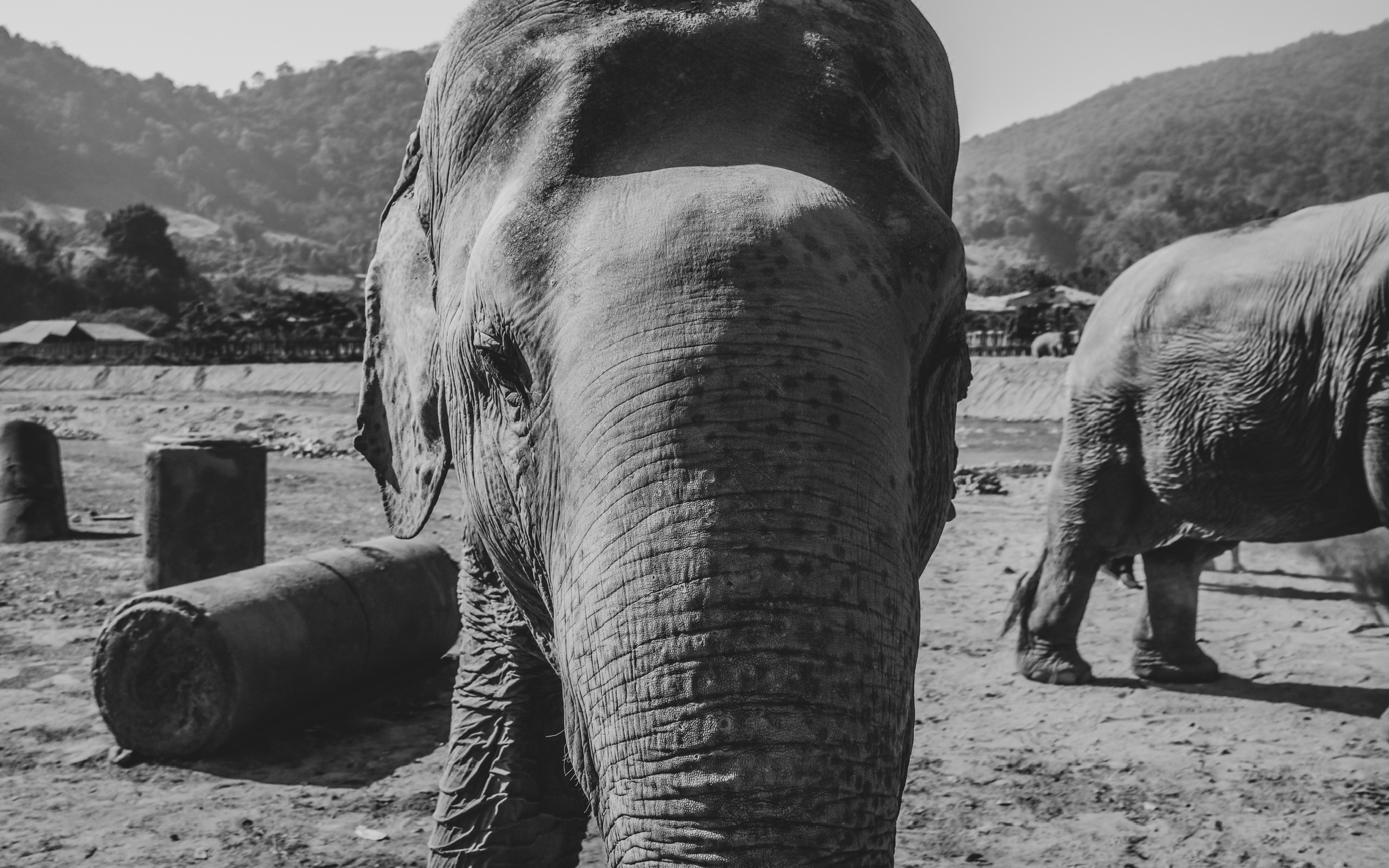 asian elephants