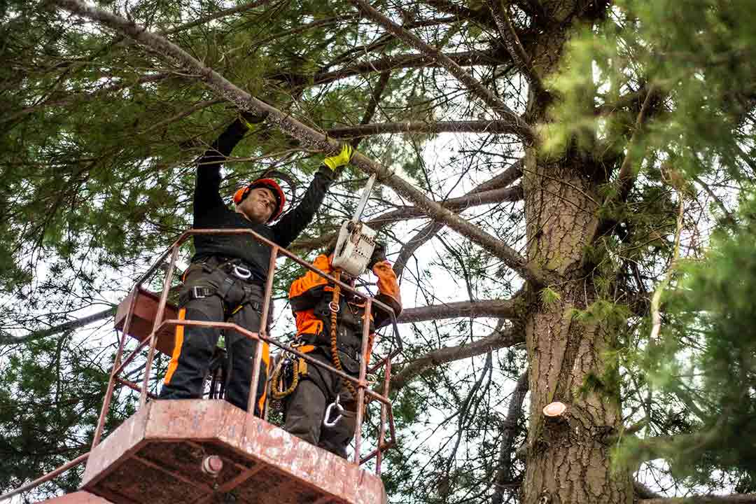 Trimming trees for storm safety. Trimming trees for storm safety.