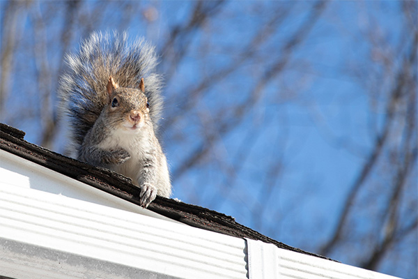 a squirrel on top of a roof a squirrel on top of a roof