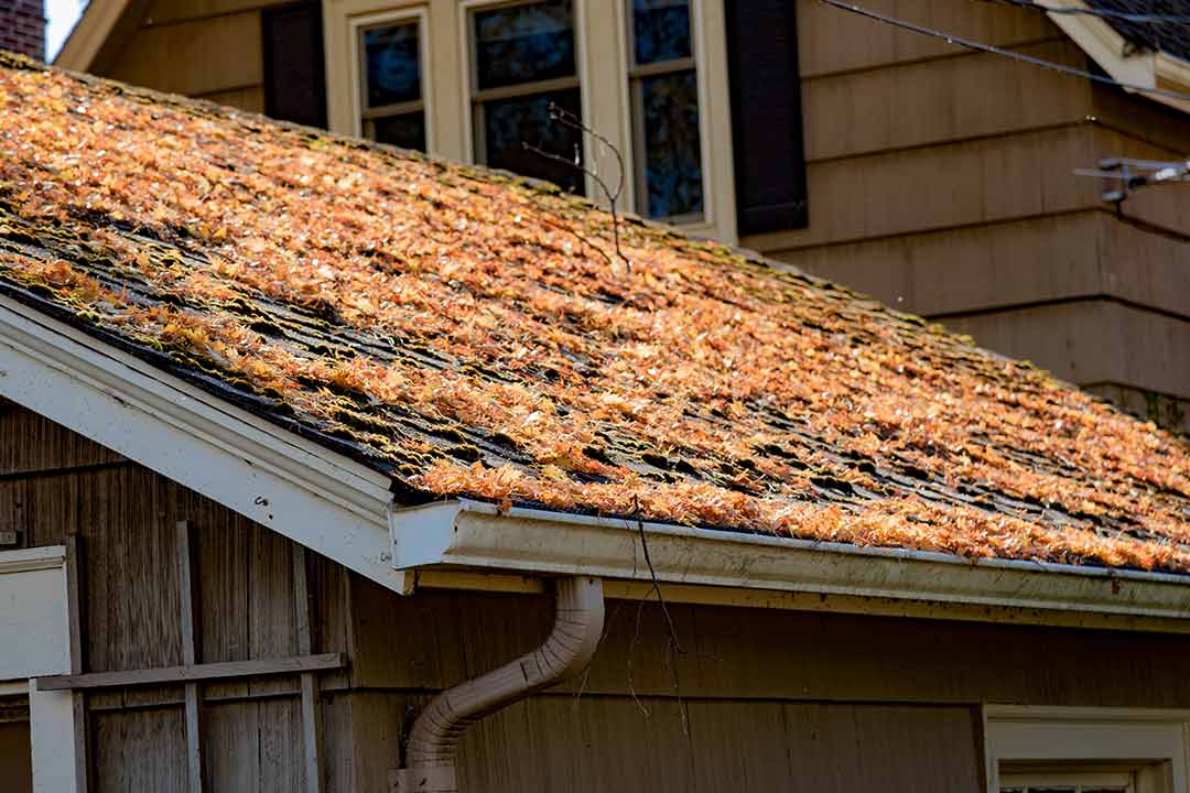 roof with fallen autumn leaves roof with fallen autumn leaves
