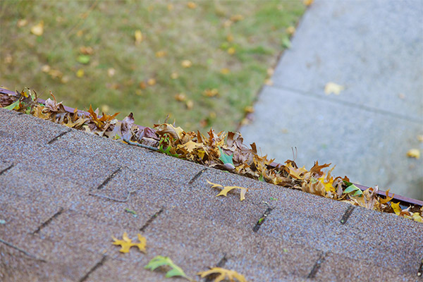 Clogged roof gutter filled with autumn leaves, highlighting the importance of cleaning gutters to prepare for winter weather. Clogged roof gutter filled with autumn leaves, highlighting the importance of cleaning gutters to prepare for winter weather.