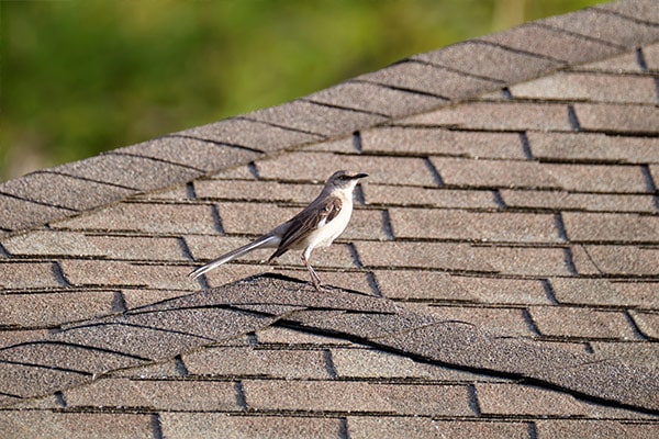 A small bird perched on an asphalt shingle roof, highlighting the durability and weather resistance of modern roofing materials. A small bird perched on an asphalt shingle roof, highlighting the durability and weather resistance of modern roofing materials.