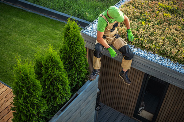 maintaining a living roof maintaining a living roof