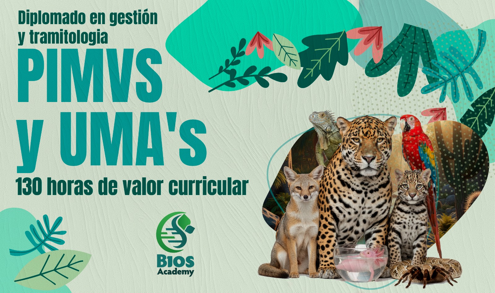 Diplomado en Gestión de PIMVS y UMA's