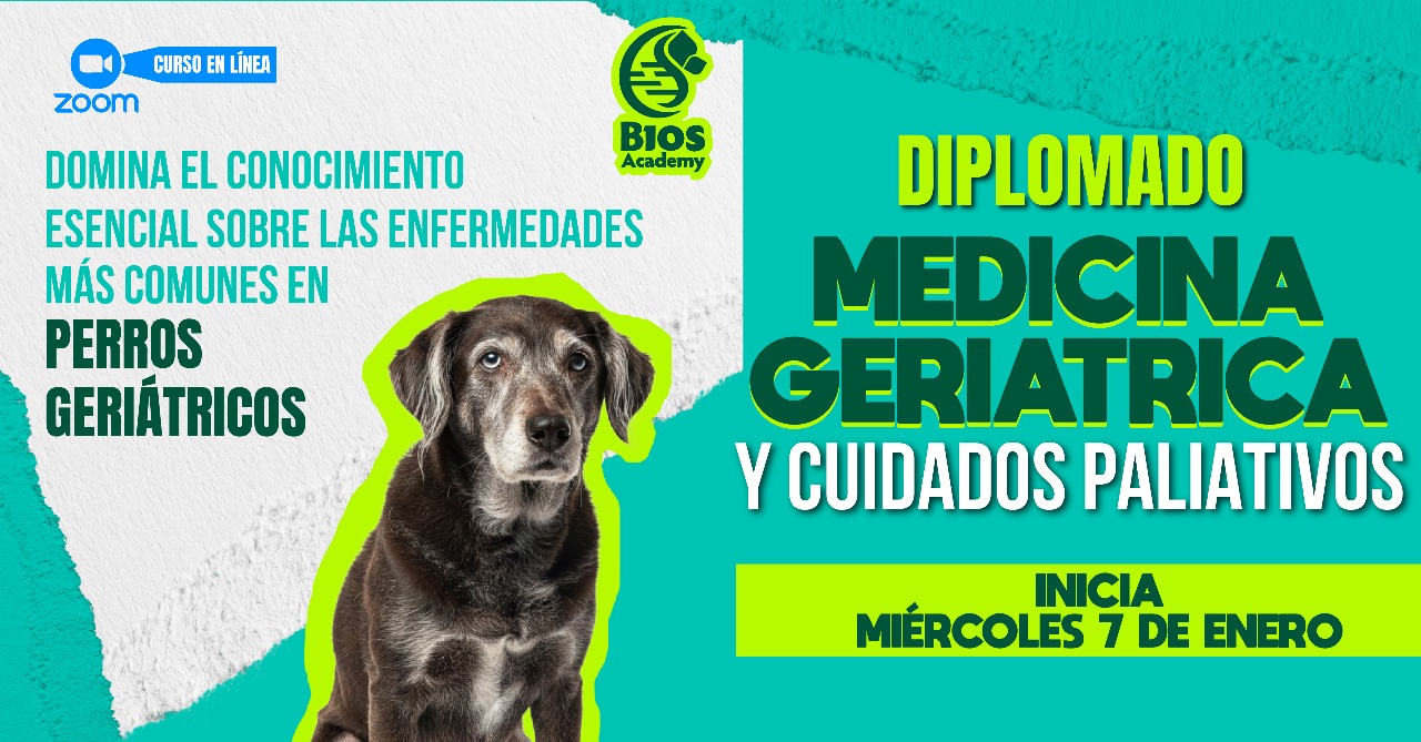 Perro y gato de edad avanzada