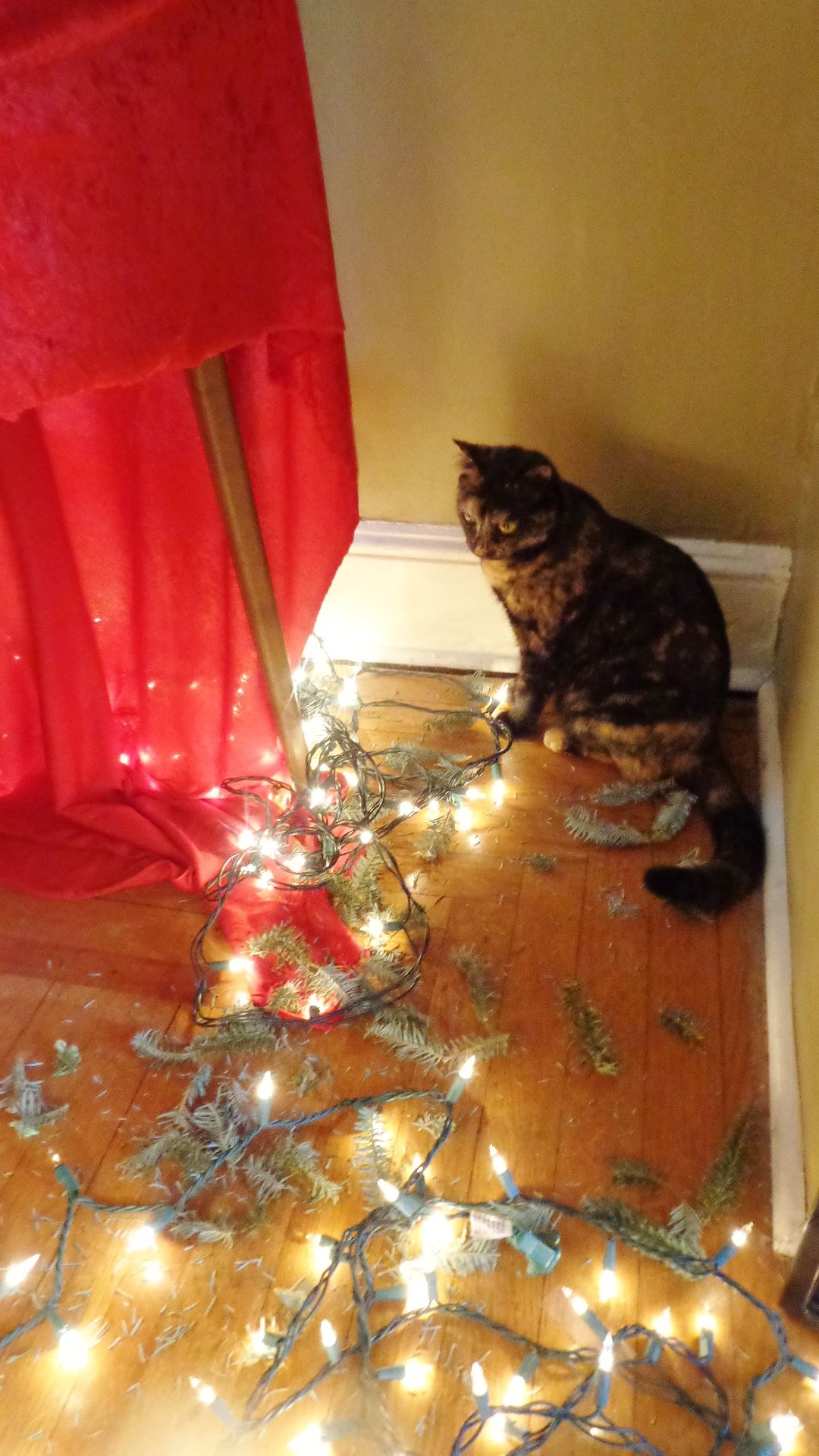felling the Christmas tree with Chessie on Shalavee.com