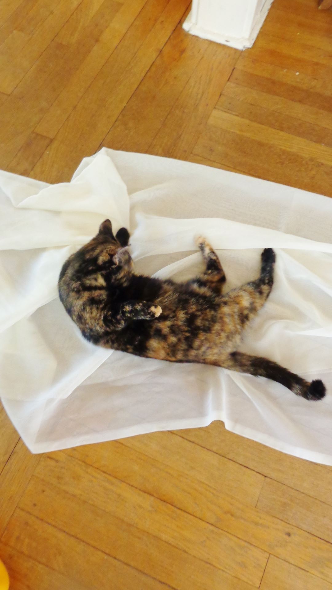 Chessie helping with the sheers