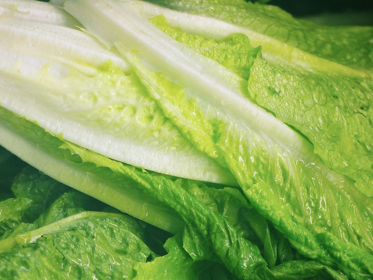 lettuce from shalavee-staging-1.local